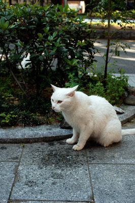 cat090616.jpg