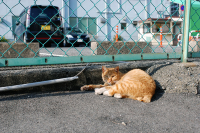 daylightcat.jpg