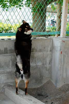 dog090618.jpg